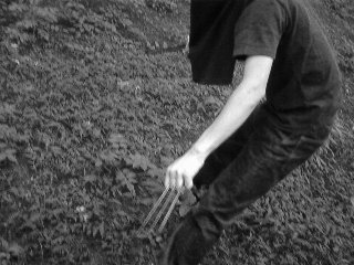 Hashi