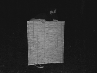 Minogakure-no-jutsu